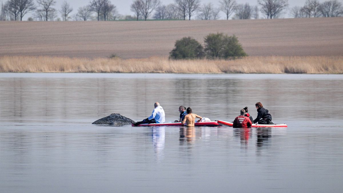 Úřady to vzdaly. Uvázlou velrybu Timmyho se pokouší zachránit milionáři