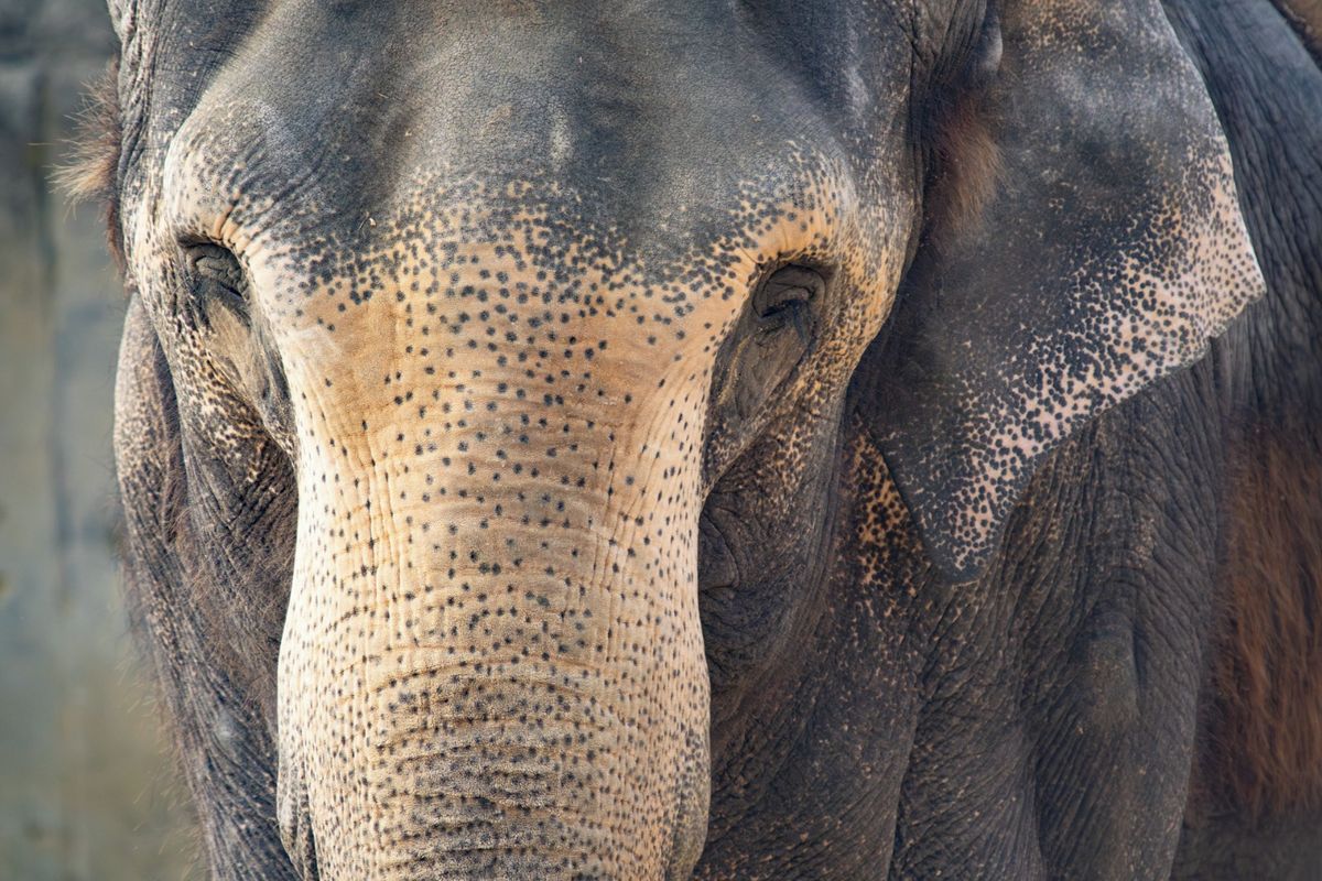 Liberecká zoo se po sedmdesáti letech loučí s posledním slonem. Bala odjede