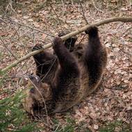 Lidé je tu mohou pozorovat, aniž by je rušili.