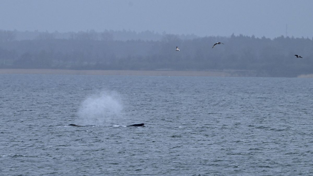 Velryba uvízlá na severu Německa zřejmě uhyne