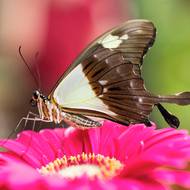 Lidé mohou spatřit například otakárka rodu Atrophaneura, babočku Caligo nebo motýlího cestovatele monarchu stěhovavého.