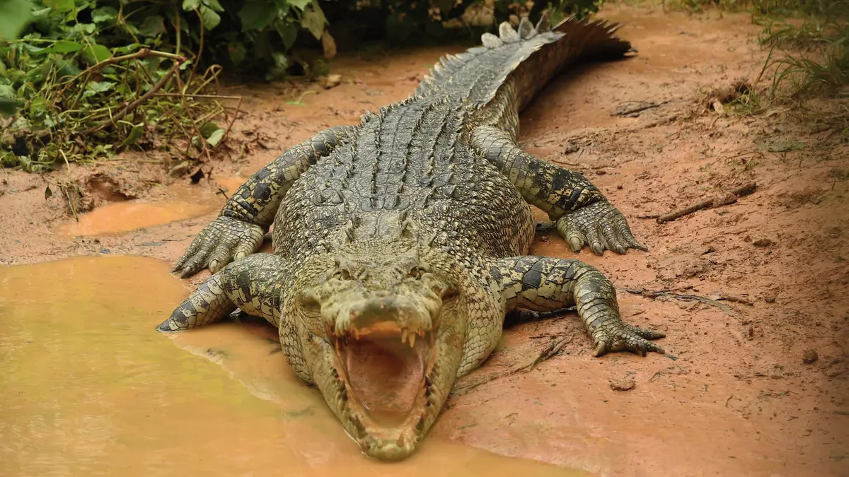 Krokodýli a jedovatí hadi proti migrantům. Indie chce plazy nasadit na hranici