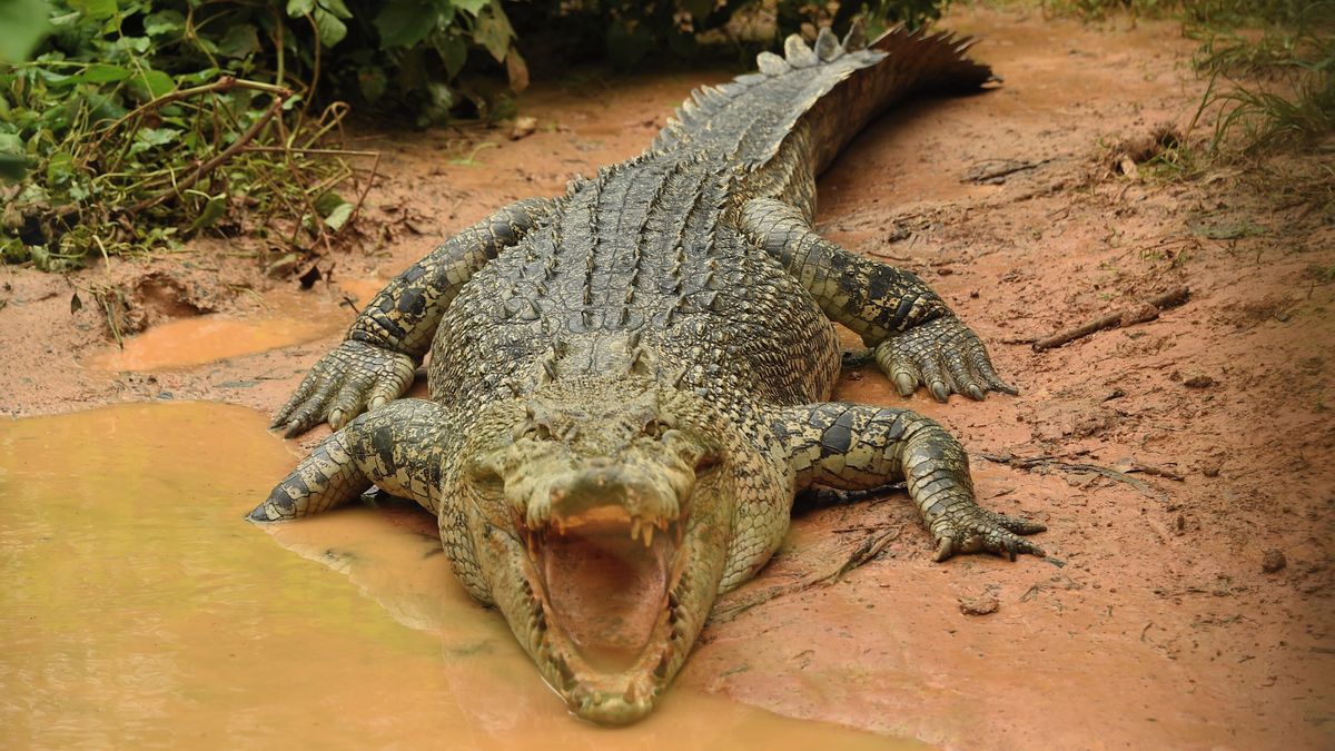 Krokodýli a jedovatí hadi proti migrantům. Indie chce plazy nasadit na hranici