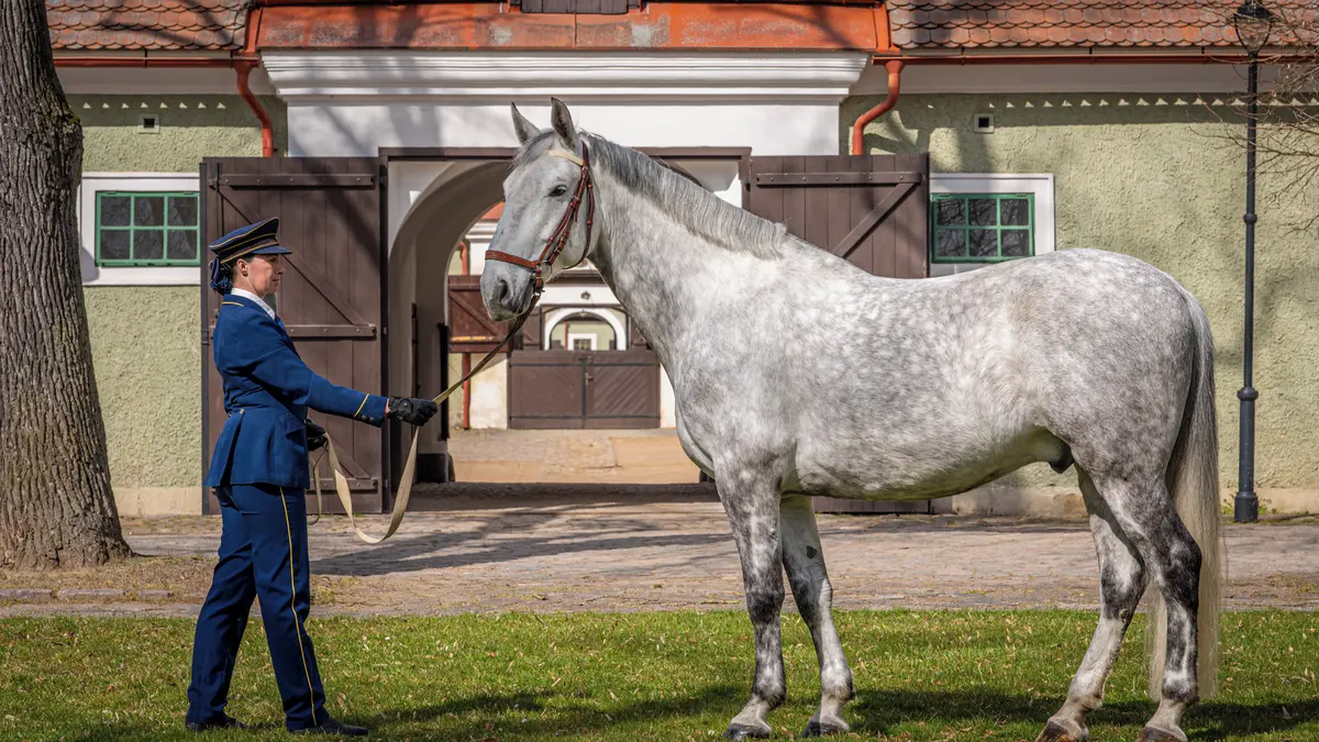 Kladrubský hřebčín poslal šestatřicátého koně dánskému králi