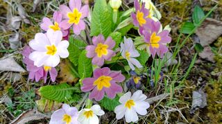 Jaro se hlásí o slovo