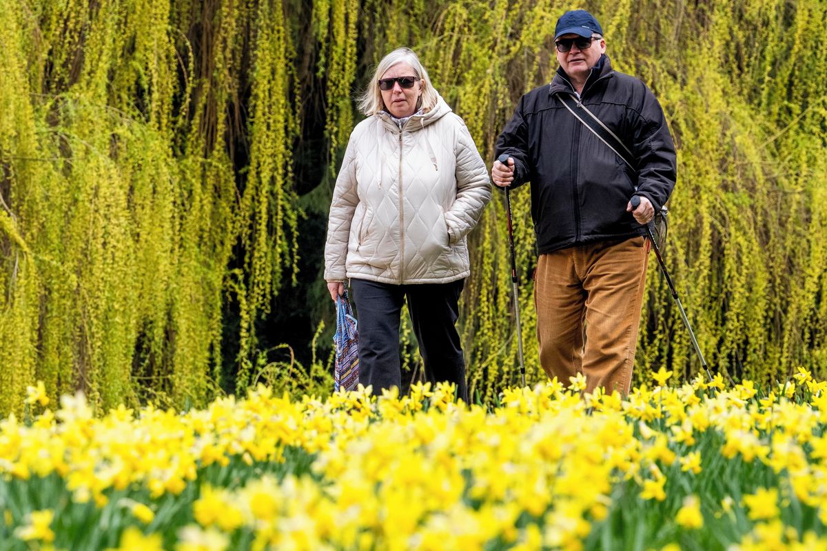 FOTO: Záplavy narcisů barví louky do žluta
