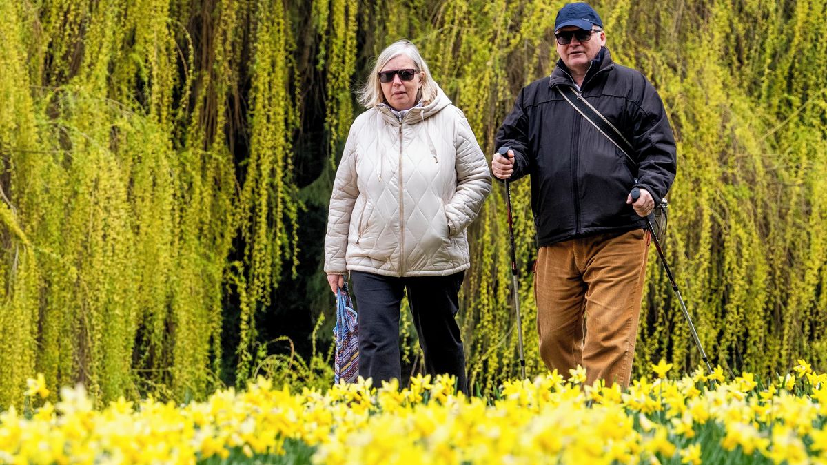 FOTO: Záplavy narcisů barví louky do žluta