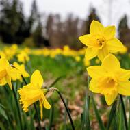 Typická krása narcisů: šest okvětních lístků a „pakorunka“ uprostřed. 