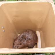 Zvíře skončilo v popelnici