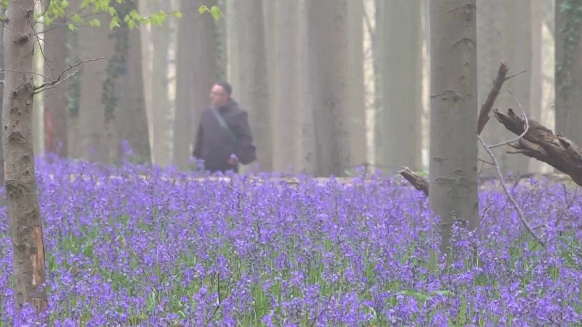 V Belgii rozkvetl oblíbený modrý les