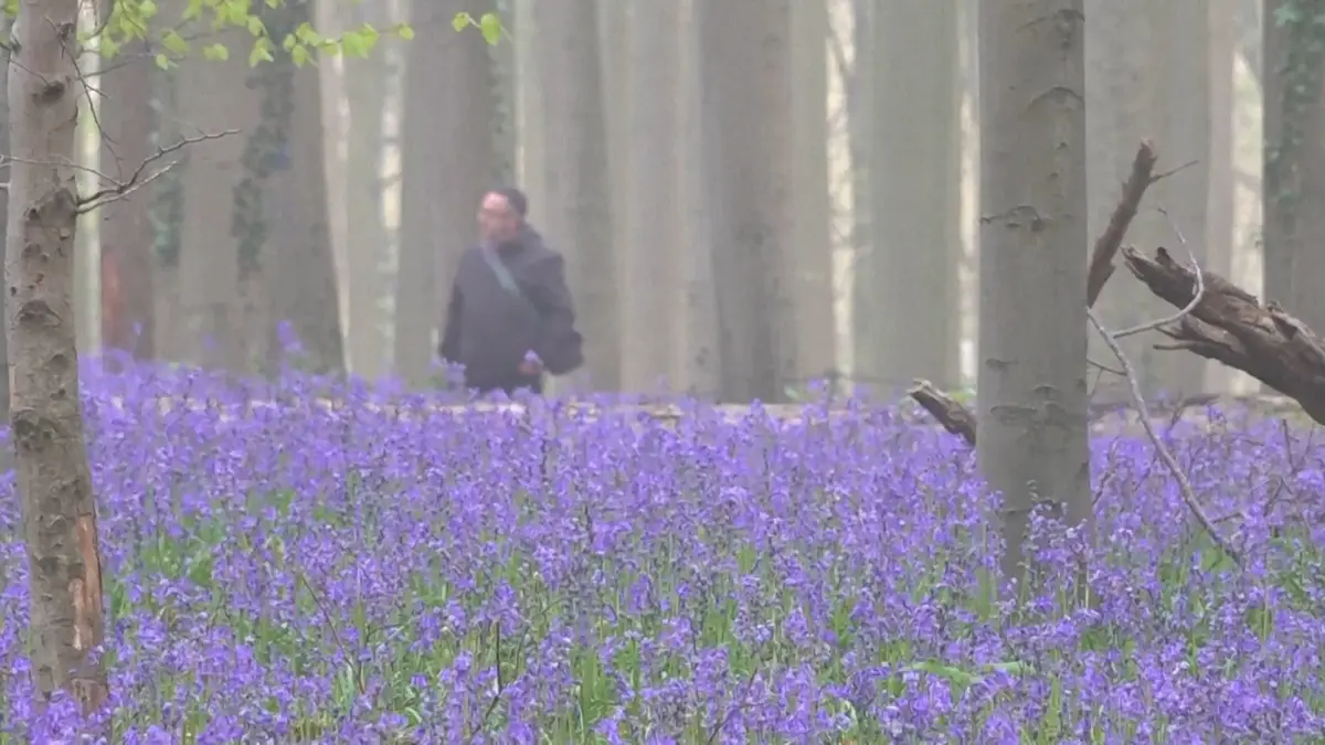 V Belgii rozkvetl oblíbený modrý les