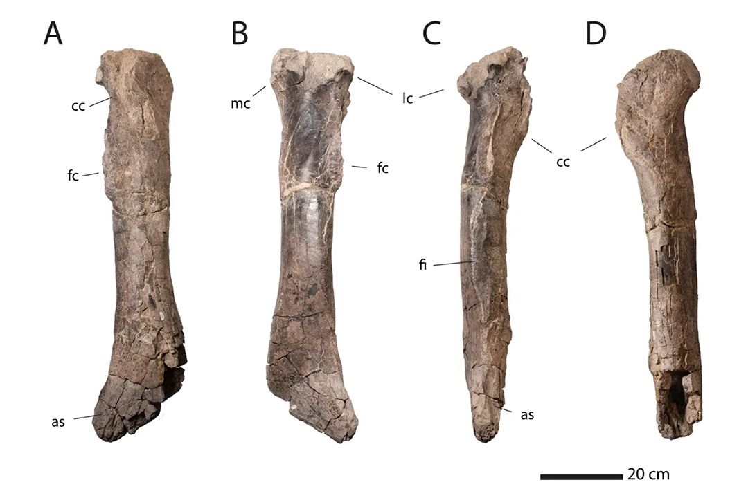 Dávné „dvojče“ T. rexe? Vědci znovu zkoumají neobvyklou holenní kost, objevenou už v 70. letech