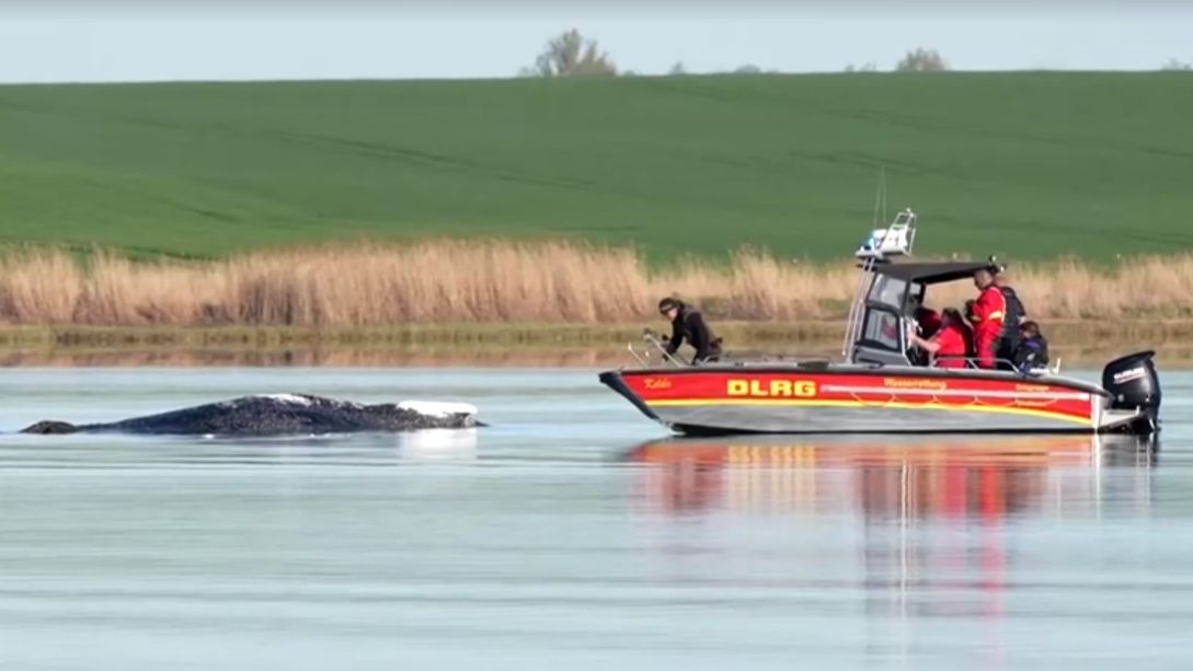 „Dnes se rozhodne.“ Záchrana keporkaka Timmyho jde do finále