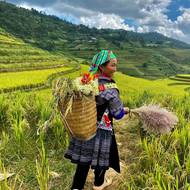 Hmongská žena při práci na rýžovém poli