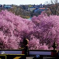 Zahrada Trojského zámku je zbarvená dorůžova, kvetou sakury.