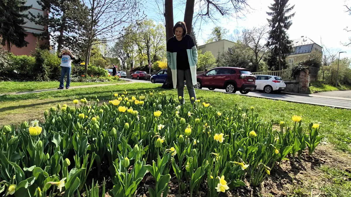 Místo zlata samé květy, Nový Jičín pokřtil svůj vlastní dukát