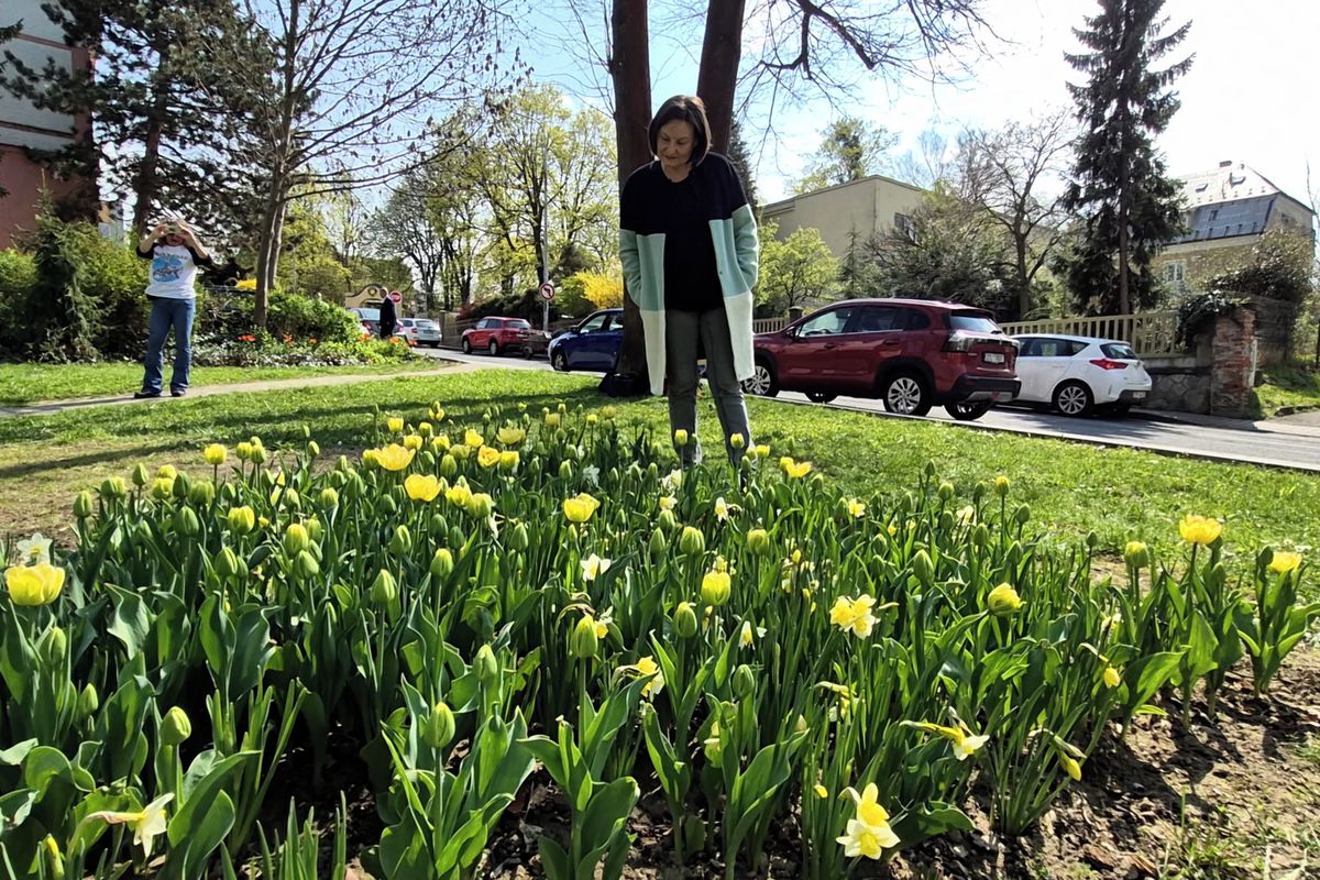 Místo zlata samé květy, Nový Jičín pokřtil svůj vlastní dukát