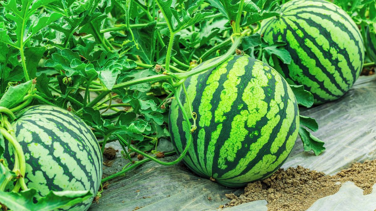 Vypěstovat melouny v Česku už není problém. Důležité je předpěstování i výběr vhodného druhu