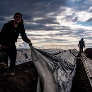 V Hostíně u Vojkovic na Mělnicku je největší česká chřestová farma. Právě tam začíná sezona. 