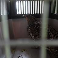 Odchycený tetřev skončil v přepravce