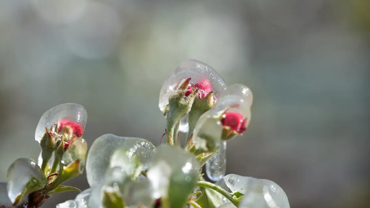 Ochraňte mladé ovocné stromy před pondělními ranními mrazíky