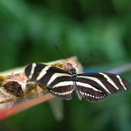 „Motýli se stejně jako rostliny i ostatní živé organismy museli během dlouhých tisíciletí vyrovnávat s tlakem okolního prostředí. Čas ukázal, které strategie a vlastnosti zvýšily jejich šanci přežít, být méně často uloven a zanechat více potomků,“ uvedl ředitel zahrady Bohumil Černý.

