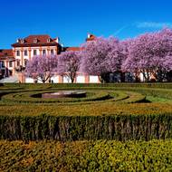 Slunečné počasí a kvetoucí okrasné stromy, hotová reklama na jaro!