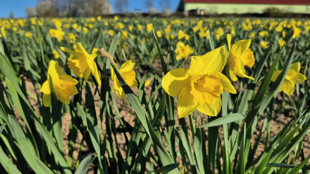 Květiny za tři koruny. Samosběr oblíbených narcisů láká návštěvníky k Fulneku