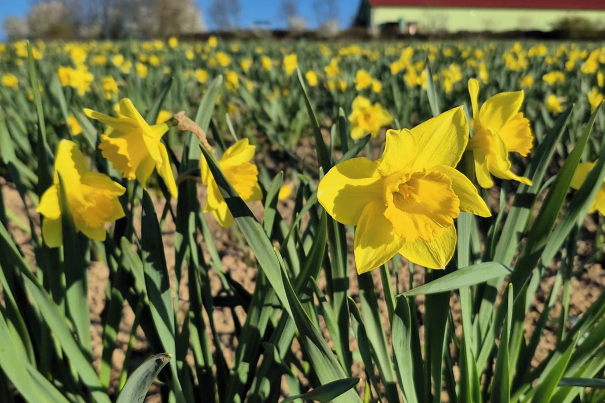 Květiny za tři koruny. Samosběr oblíbených narcisů láká návštěvníky k Fulneku