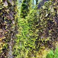 Stromy zachycují životodárnou vodu z mlhy.