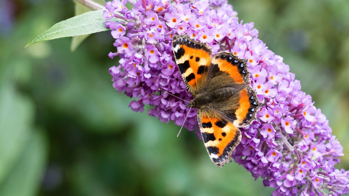 Jednoduchý trik, jak vrátit motýly na své balkony a zahrady: komule Davidova