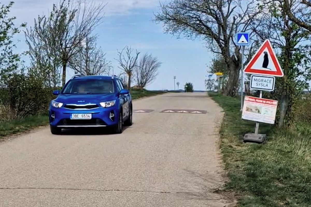 Pozor, migrace sysla! Na Třebíčsku chrání ohrožené hlodavce před motoristy