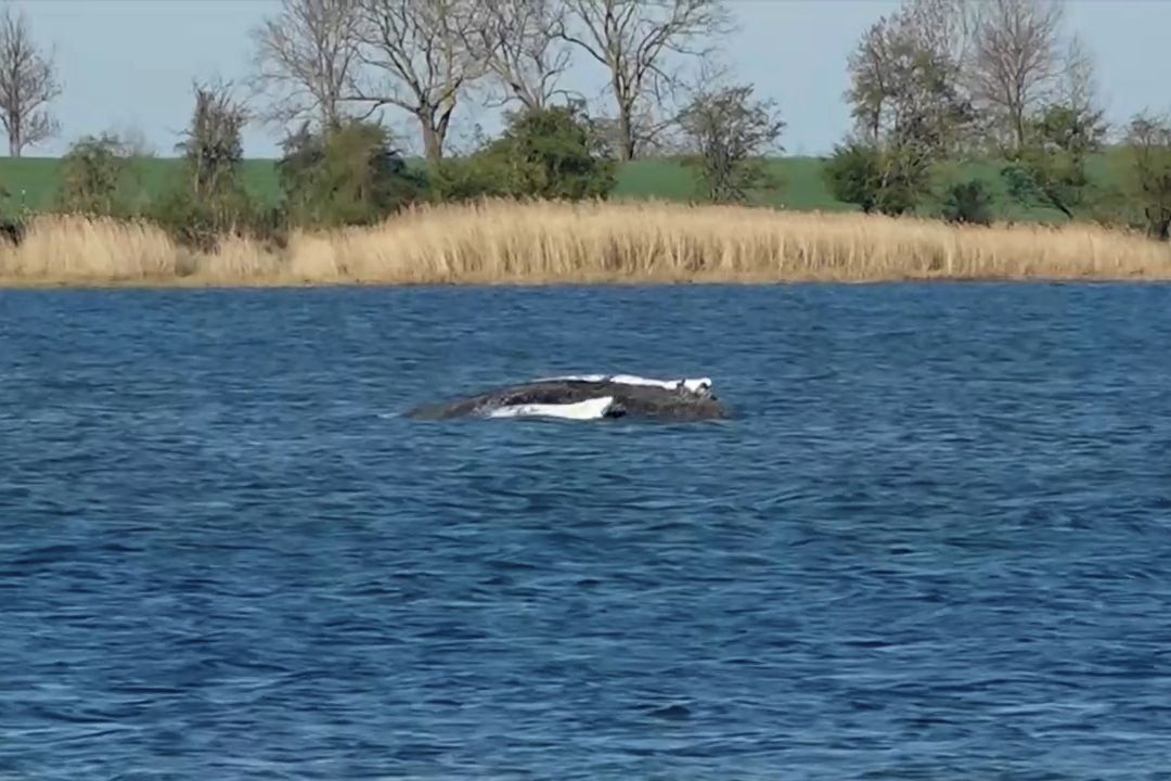 Uvázlá velryba Timmy bojuje o život