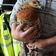 Na samici nebylo patrné žádné zranění