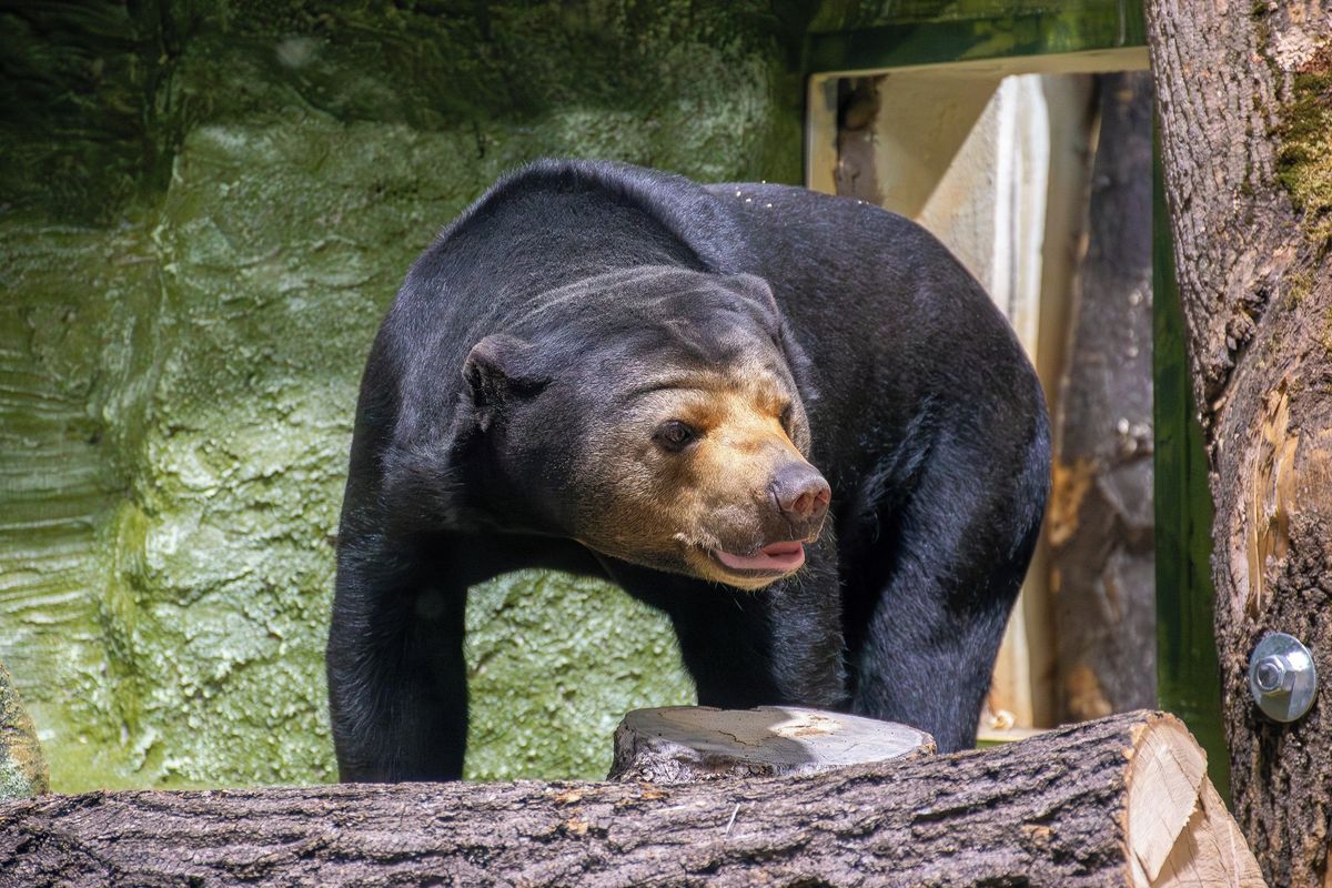 Ústecká zoo přivítala samici medvěda malajského, vytvoří chovný pár s mladým samcem