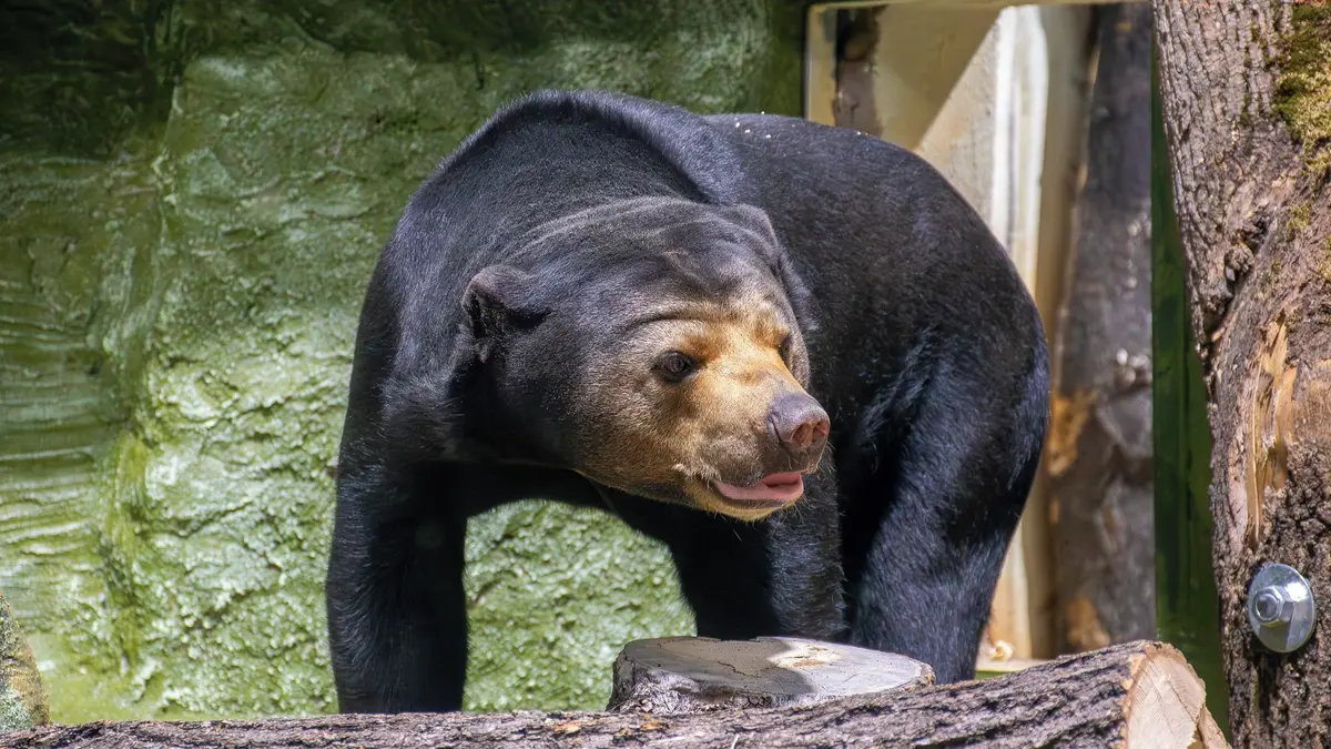 Ústecká zoo přivítala samici medvěda malajského, vytvoří chovný pár s mladým samcem