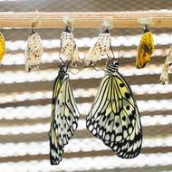 Návštěvníci mohou sledovat, jak se motýl dostává z kukly na svět.