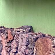 V areálu je možné spatřit i endemické obří ještěrky, jejichž populace byla úspěšně obnovena.