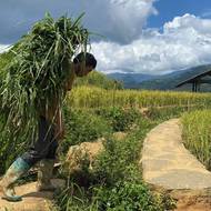 Hmongský muž při práci na rýžovém poli