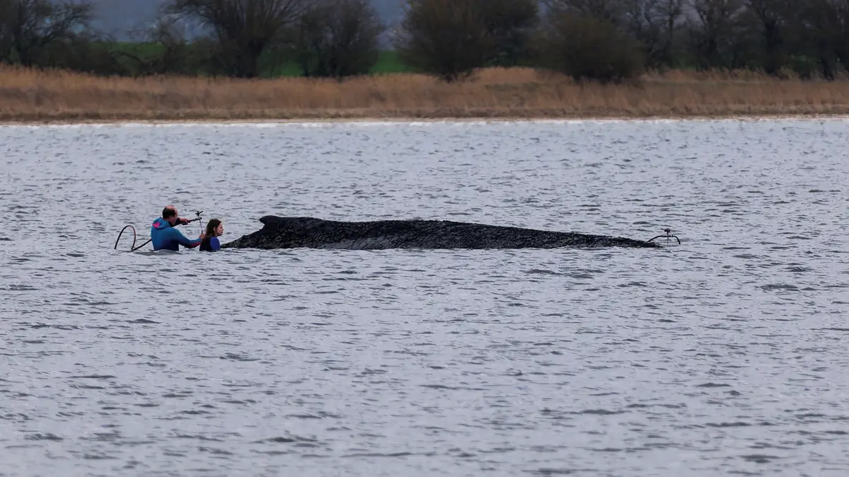 Velryba Timmy uvázlá u německých břehů „plakala“ celou noc