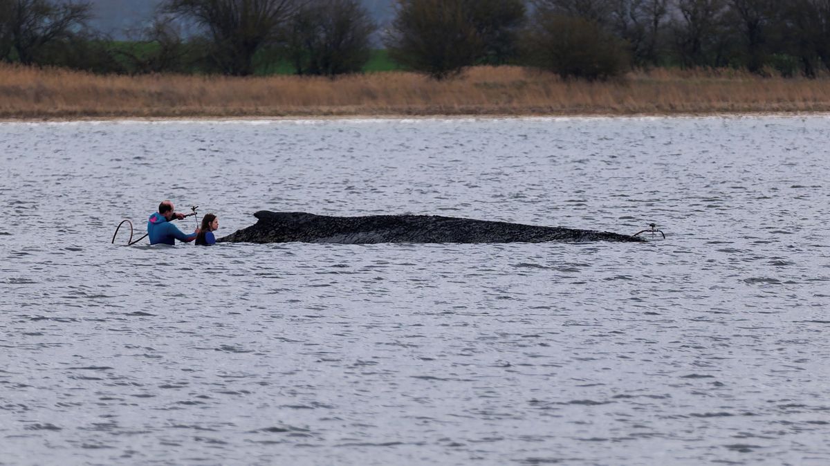 Velryba Timmy uvázlá u německých břehů „plakala“ celou noc