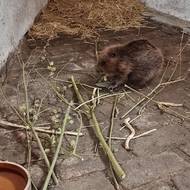 Jiný příběh z Domažlicka - před pár dny odchycené a ošetřené pokousané bobří mládě 