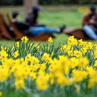 Průhonický park je plný kvetoucích narcisů.