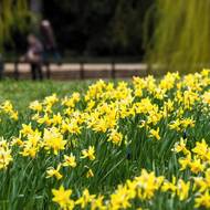 Narcisy jsou poslové jara. Kvetou jako jedny z prvních, navíc jsou nenáročné. 