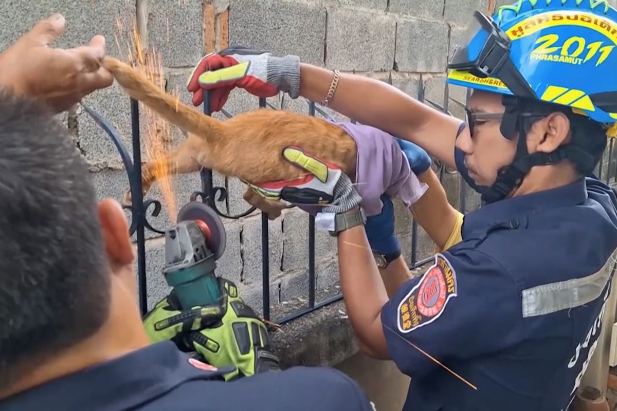 Kocour se napíchl na plot, vysvobodili jej záchranáři s rozbrušovačkou