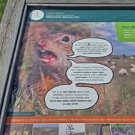 Syslům se věnují i některá zastavení naučné stezky.