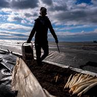 V Hostíně u Vojkovic pěstují chřest celkem na 175 hektarech. 