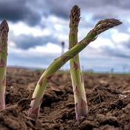 Pěstují tu dva druhy chřestu - zelený a bílý. Zelenému nevadí světlo, proto se ho pěstuje víc. 