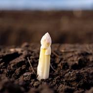 První špičky bílého chřestu se klubou na světlo. Signál, na který se čekalo. Sklizeň může začít. 