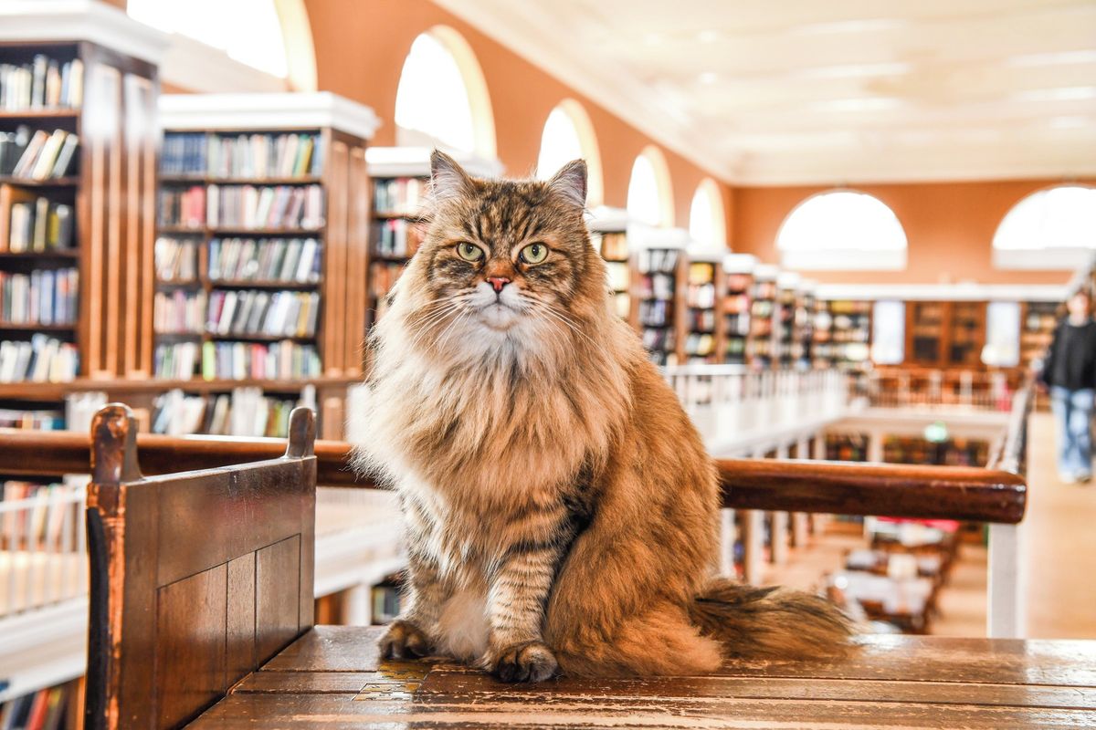 Knihovnu na Oxfordu řídí kocour. Pomáhá studentům a do práce jezdí autobusem